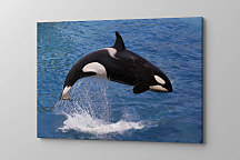 Obraz Kosatka dravá 1697